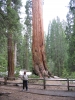 PICTURES/Sequoia National Park/t_Grant Grove - Sharon.JPG